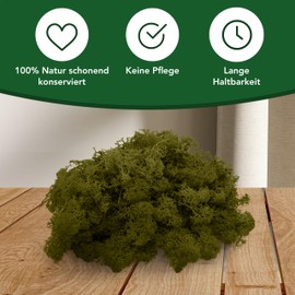 sphagnum-shop.com Real Decorative Moss Reindeer Moss in Medium Green 500 g for Model Making Crafts Iceland Moss Preserved