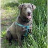 PUPTECK No Pull Dog Harness Soft Adjustable Basic Nylon Step
