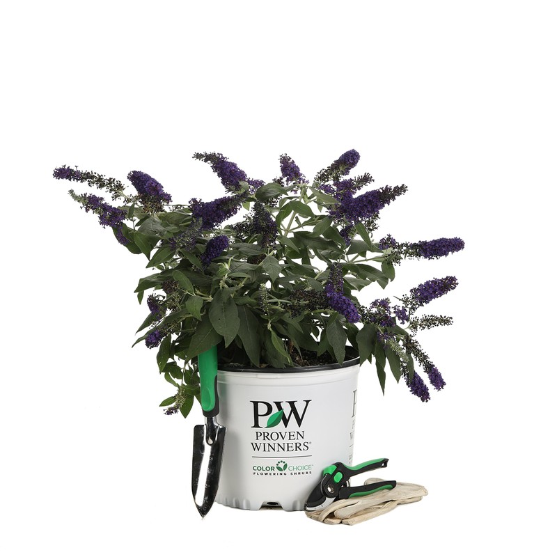 Pugster Blue Butterfly Bush (Buddleia) Live Shrub, Blue Flowers, 3