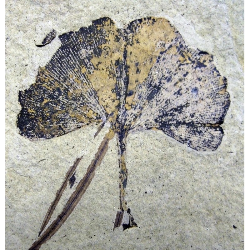 The Jonsteen Company Jurassic Ginkgo Tree | Seed Grow Kit