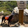 Saddlebag Back Pack & Harness Combo for Dogs 30-100+ lbs.