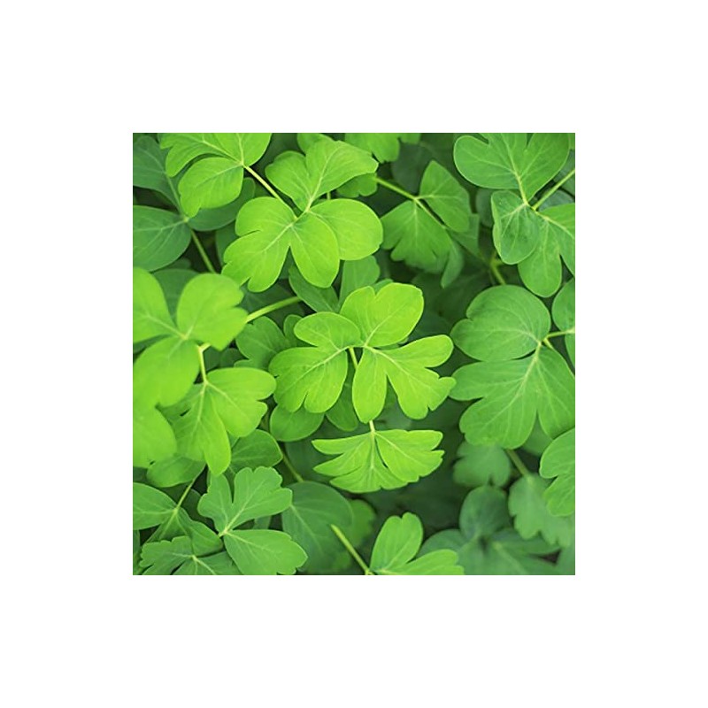 【注目の栄養成分！「クロロゲン酸」含有】沖縄県産100%長命草パウダー（30g×3袋）