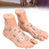 2pcs 19cm / 7.5in Feet Acupoint Model Acupuncture Teaching Aids