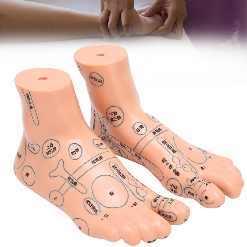 2pcs 19cm / 7.5in Feet Acupoint Model Acupuncture Teaching Aids