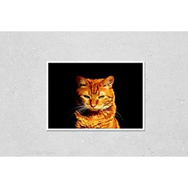 cat breeds Kurilian Bobtail calmly looks. Bright striped orange coat color on a black background. Pleasure, pacification, relaxation, meditation of animal. The concept of self-confidence and fortitude