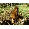 NIKA SEEDS - Spores Black Morel Mushrooms for Planting on