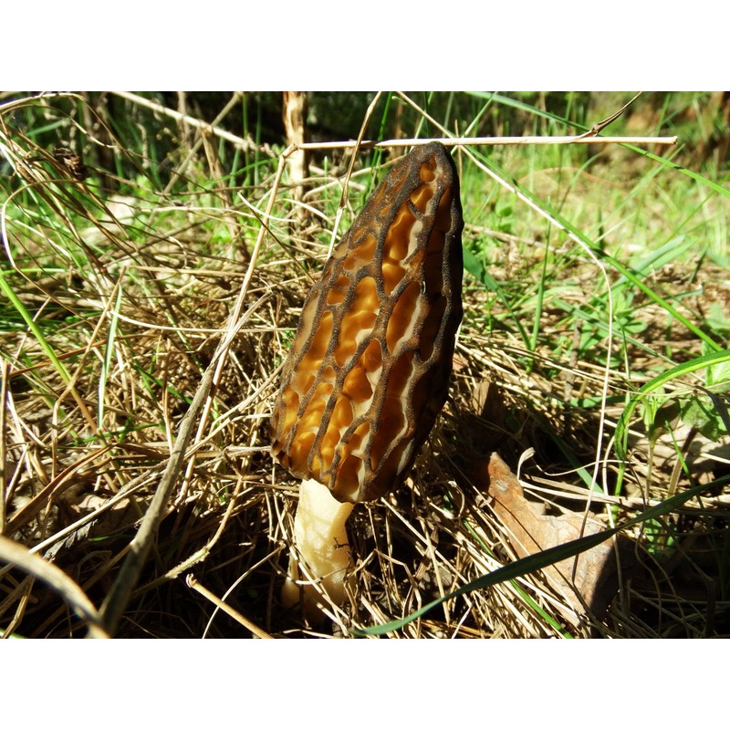 NIKA SEEDS - Spores Black Morel Mushrooms for Planting on