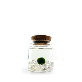 Small Marimo Moss Ball with Clear Quartz Crystals, 2" Height, 2" Diameter, 2 oz, Decorative Nature Plant Pet, Home Decor, Made in USA, Zebra Mussel-Free