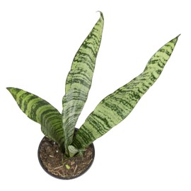 Sansevieria Zeylanica, Live Snake Plant Live Indoor Plants Live Houseplants, Live Plants Indoor Plants, Live Plants Indoor Low Light, Potted Plants, House Plants for Delivery Prime by Plants for Pets