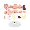 Human Brain Model, Plastic Brain Model, Easy to Carry, Disassembled