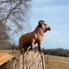 Safari Ltd. Ram Figurine - Lifelike 3.5" Model Figure -