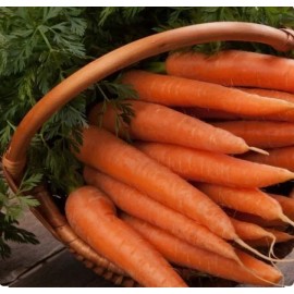 500+ Danvers 126 Carrot Seeds - Non GMO-Open Pollinated-Org