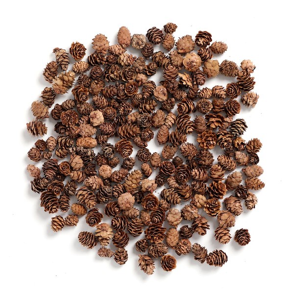 BYHER Pine Cones, Mini Pinecones in Bulk for Crafts, 8OZ,