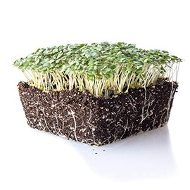 Yellow Mustard Microgreens Seeds - 5 Lb ~960,000 Seeds - Non-GMO - Mild Mustard Flavor Micro Greens & Baby Leaf