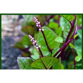 The Plant Attraction 30 Organic Red  Stem Malabar Spinach Alugbati Mong Toi Poi Sang