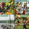 LONGHAO Artificial Grapes, Artificial Plastic Grape, Artificial Grape Vines, Artificial