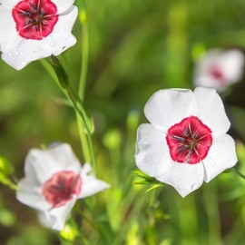 Outsidepride Flax Bright Eyes - 1000 Seeds
