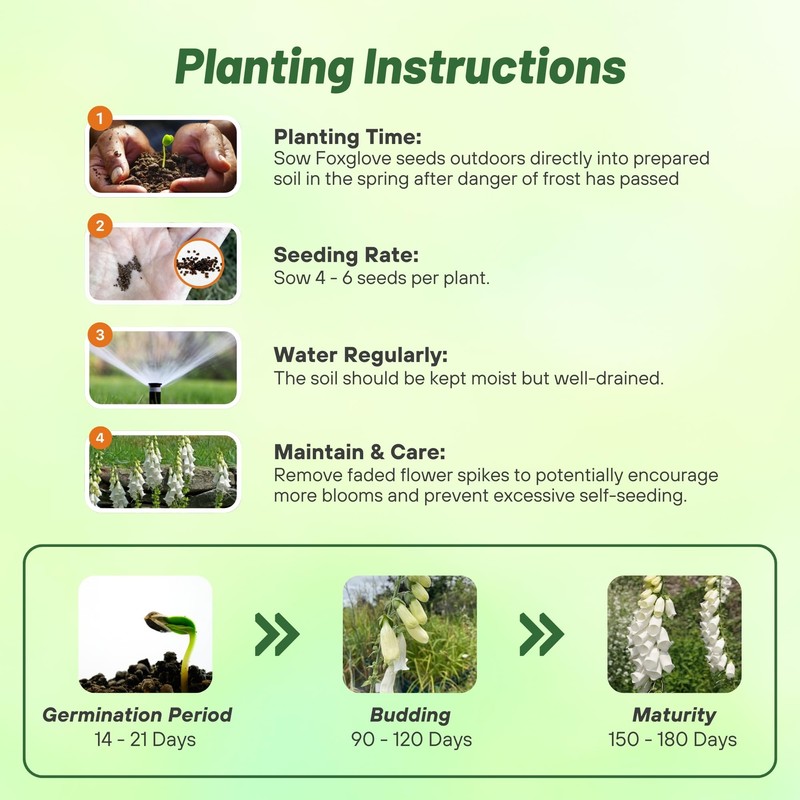 Outsidepride Digitalis Purpurea Alba White Foxglove Seeds – 5000 Pcs