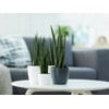 elho Brussels Orchid 12.5 - Flower Pot for Indoor -