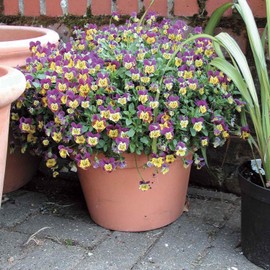 Outsidepride 100 Seeds Annual Viola Miniola Heart Purple Flower Seeds for Planting
