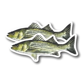 (2 Pack) Striped Bass Stickers - Fisherman Love to Fish Bass Fisher Man Stickers - 5" On Longest Side - for Car, Truck, SUV - Easy Peel and Stick Vinyl Decals - Made in USA - BMCS0133