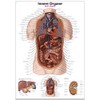 Erler Zimmer Anatomical Chart with Inner Organs 2 Sizes 50