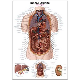 Erler Zimmer Anatomical Chart with Inner Organs 2 Sizes 50 cm x 70 cm