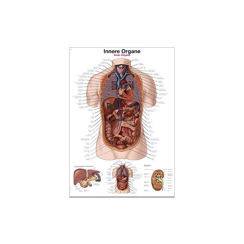 Erler Zimmer Anatomical Chart with Inner Organs 2 Sizes 50