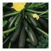Premier Seeds Direct PREMIER SEEDS DIRECT - COURGETTE - Ambassador