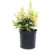 Osmanthus heterophyllus 'Goshiki' (False Holly) Evergreen, #2 - Size Container