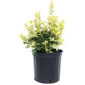 Osmanthus heterophyllus 'Goshiki' (False Holly) Evergreen, #2 - Size Container