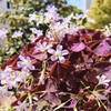 12+ Bulbs Purple Shamrocks Oxalis Triangularis Lucky Lovely Flowers Bulbs