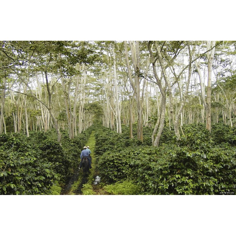 Mesa de los Santos Organic Coffee Colombian Gourmet Ground Coffee