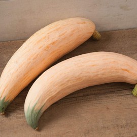 North Georgia Candy Roaster Squash Seeds (Cucurbita Maxima) 10+ Rare Garden Seeds