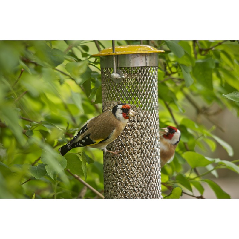 Peckish 60053033 All Weather Sunflower Heart Metal Bird Feeder, Large,