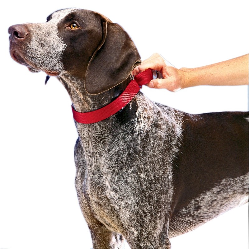 PetSafe Martingale Dog Collar - Safer Than Choke Chains -