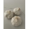 AJO MACHO 3 PCS DINERO-SUERTE Y PROTECCION / MALE GARLIC