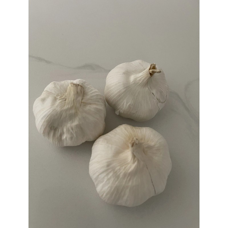 AJO MACHO 3 PCS DINERO-SUERTE Y PROTECCION / MALE GARLIC
