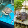 2Pcs Turtle Cleaning Brush Mini Double-Sided Cleaning Brush Tortoise Accessories