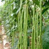 MOCCUROD 30+ Yard Long Bean Seeds Asian Vegetable Long Bean