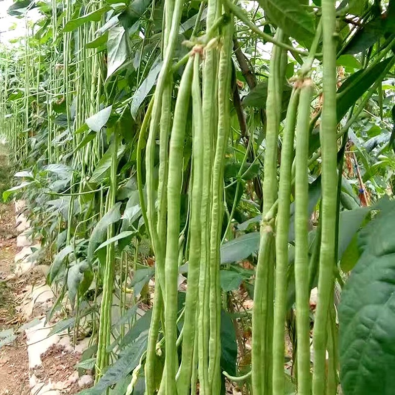 MOCCUROD 30+ Yard Long Bean Seeds Asian Vegetable Long Bean