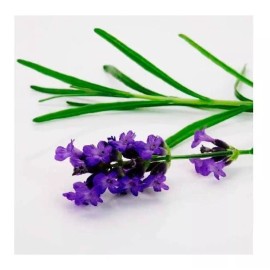 La Perfumm Aceite Esencial Lavanda 15ml 100% Natural Ó Anis  Eucalipto