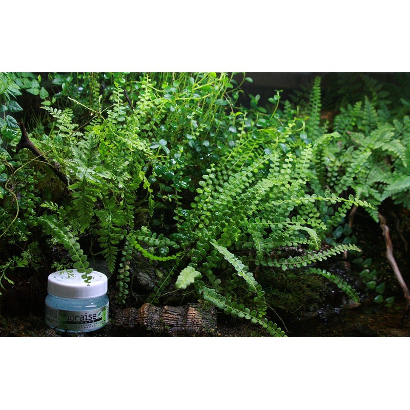 [Set of 3] Ioreze Terrarium Gel 3.5 oz (100 g)