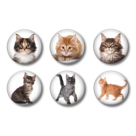 Maine Coon Kitten Magnets - Set of 6 - Cats Lovers Fridge Magnets - Cute Whiteboard Magnets for Refrigerator Home School or Office (Maine Coon Kittens)