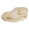 Coyote Skull (Teaching Quality Replica)
