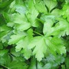 Parsley Italian Flat Leaf Dark Green Great Garden Herb by