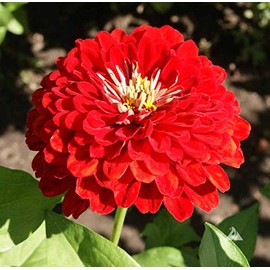 100 Cherry Queen Zinnia Seeds for Planting 1 Grams Non GMO Heirloom USA Harvested pollinator bee Butterfly