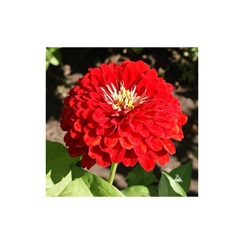 100 Cherry Queen Zinnia Seeds for Planting 1 Grams Non