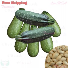Treevale Zucchini Grey Summer Squash Seeds | Calabacita, Marrow Squash, Mexican Squash - 60 Seeds No Tracking