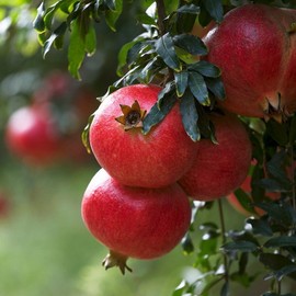 [Chamgoods] Pomegranate extract powder 250g 3 packs